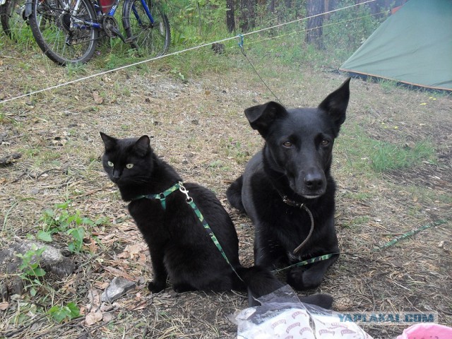 Котовторник на вторник, Котовторник