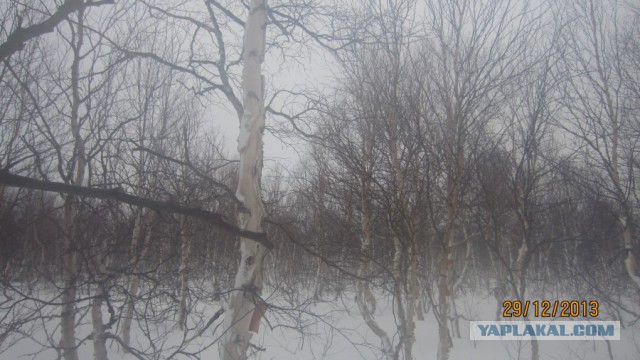 Пурговое