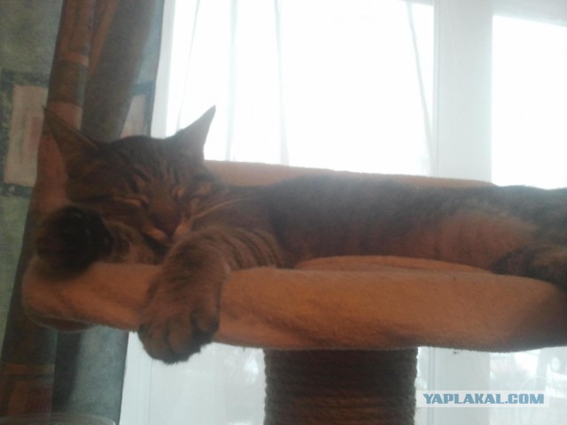 Котовторник 25.02.2014