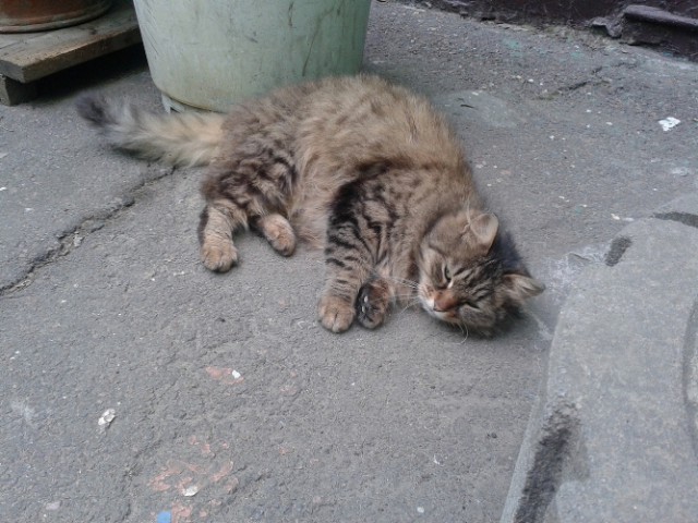 Котовторник  25.03.2014