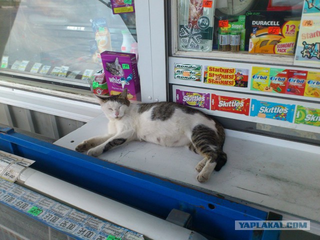 Котовторник 01.04.2014