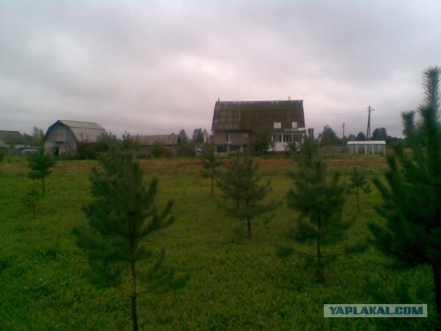 Мои грибочки...