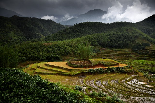 Мальчик и бык