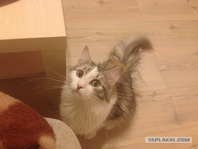 Котовторник 25.11.2014