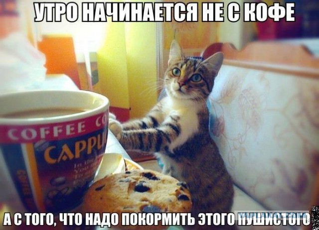 Как ваша кошка пытается с вами поговорить