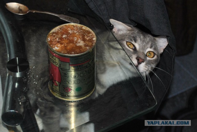 Котовторник