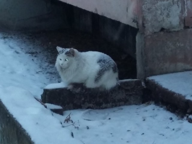 Котовторник 19.01.2016