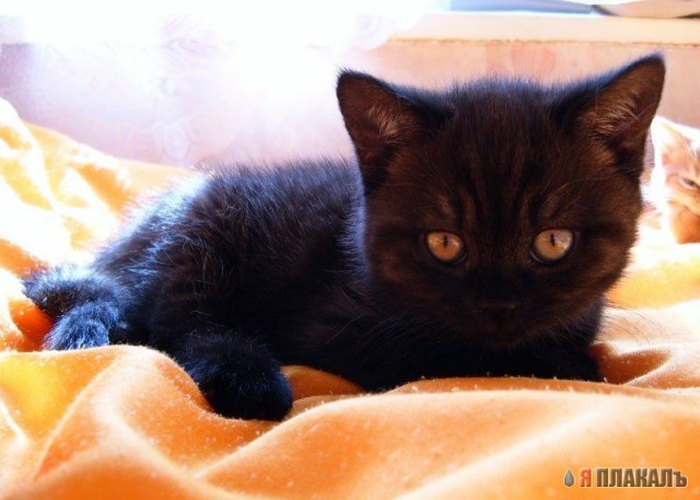 Коты, кошки, котята