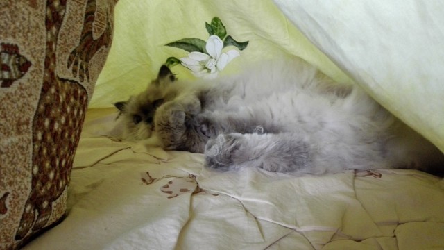 Котовторник 30.08.2016