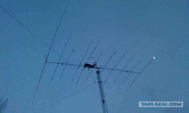 Кто уничтожил радиолюбительство?