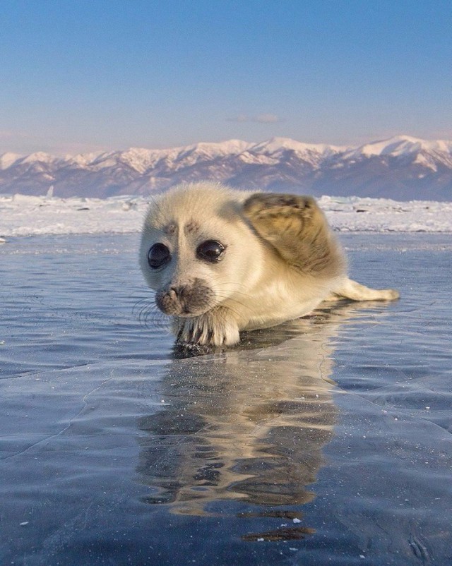 Самые смешные животные