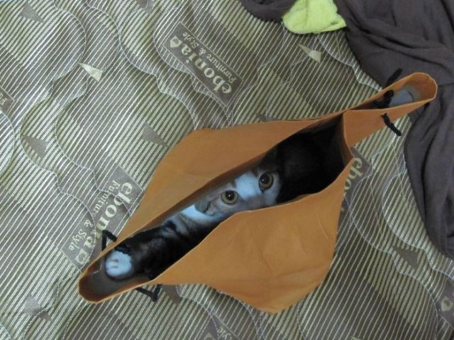 Коты и Кошки