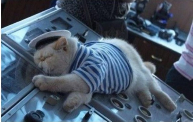 Коты и Кошки