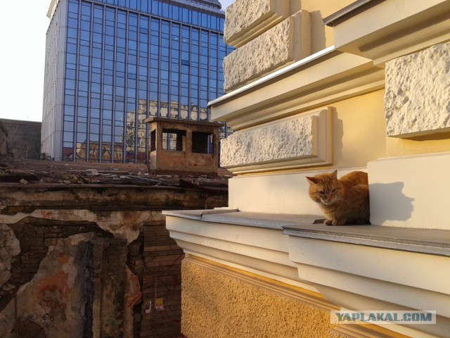 Котовторник 30.05.2017