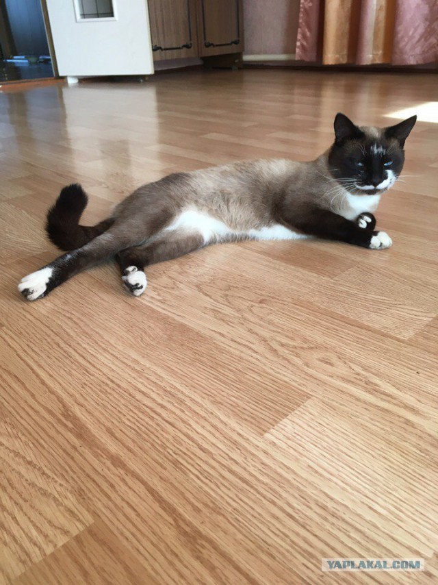 Котовторник 29.08.2017