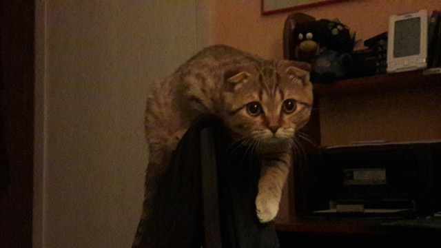 Котовторник 9.01.2018