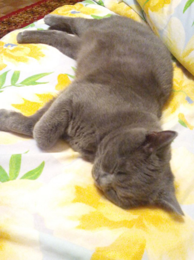 Котовторник 16.01.2018
