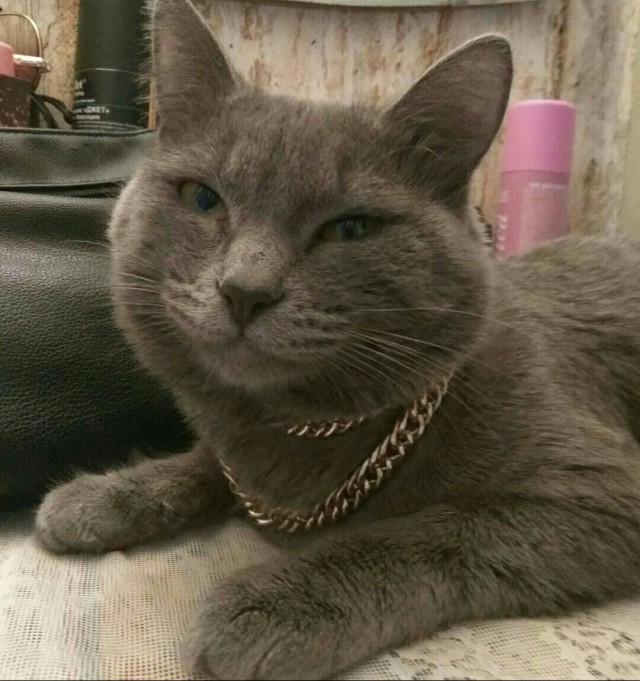 А не открыть бы нам котовторник 03.04.2018