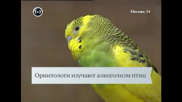Деграграм на вторник. Картинок пост
