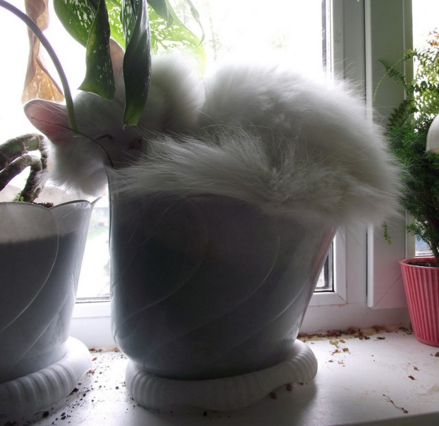 Прикольных котов пост