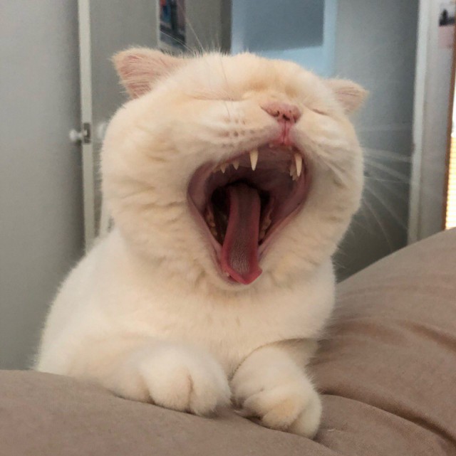 Прикольных котов пост