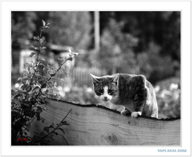 Котовторник на ЯПлакалъ 08.07.2008