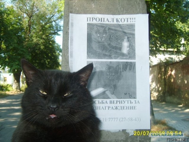 Рыжий котовторник на ЯПлакал!, Смотрим  и добавляем!