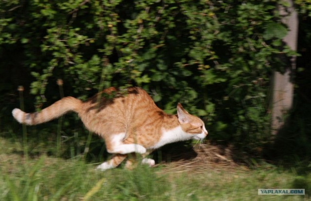 Уррааа! Котовторник на ЯПлакалъ!