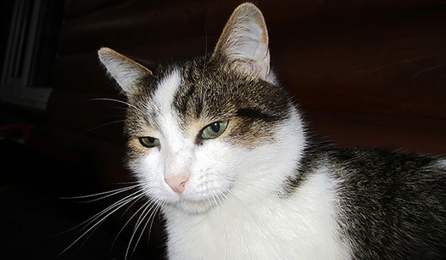 Котовторник 07.08.2018