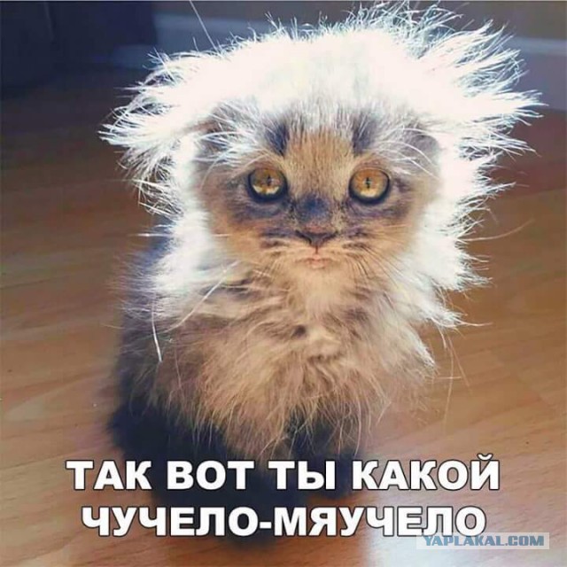 Милые животные. Мимиметр сломался