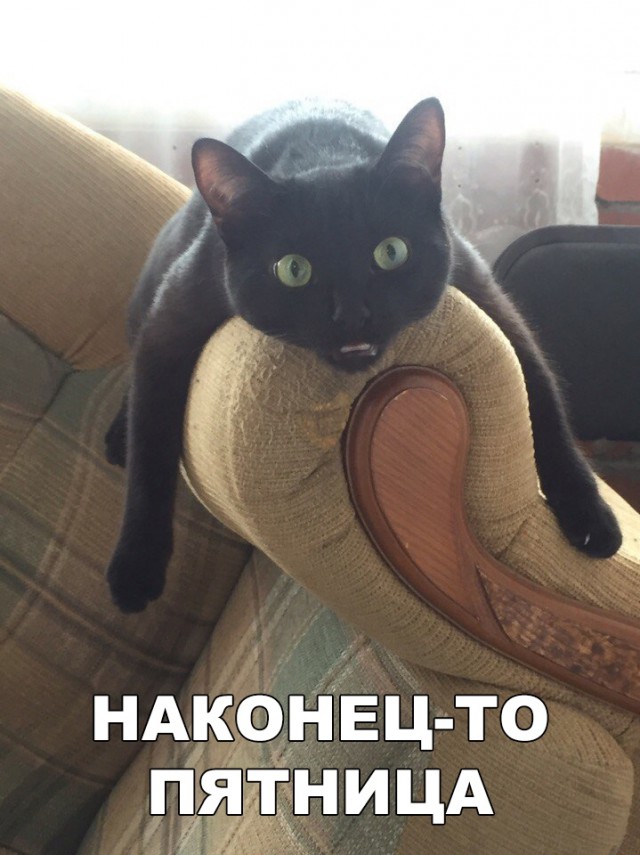 Немного милоты