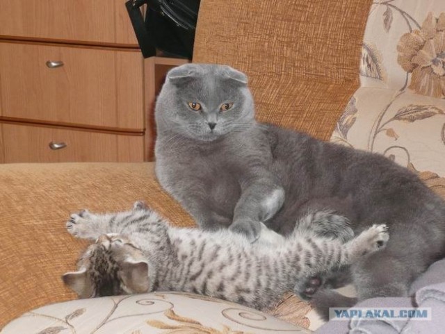 А вот и мы: котятовторник!