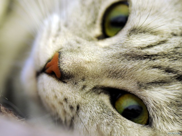 Котовторник. А как же?!
