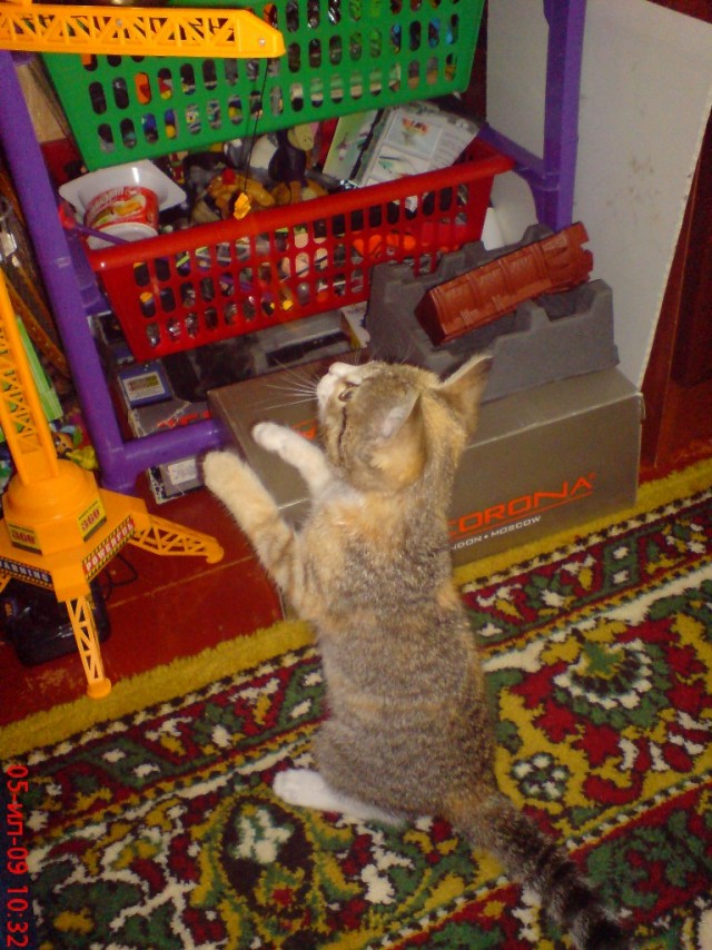 Котейкин вторник! Космический 12.04!