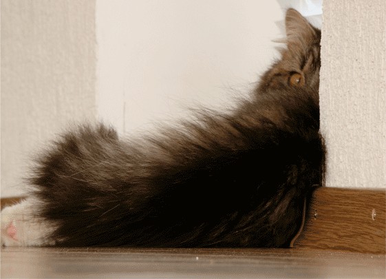 Котовторник