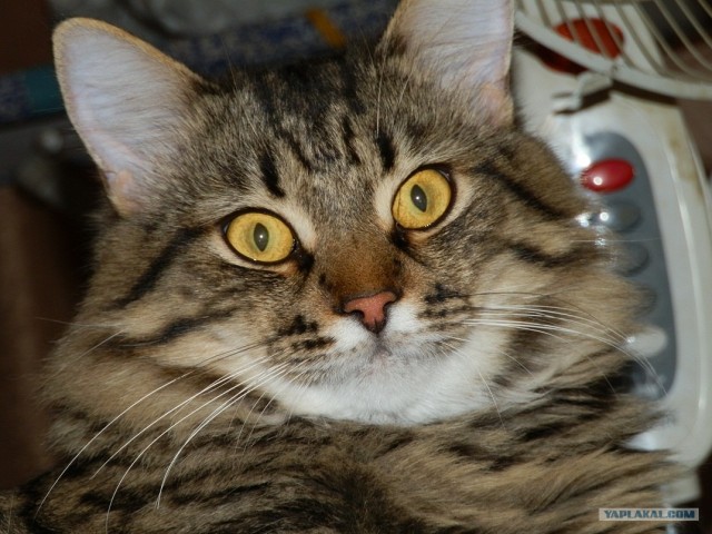 Котовторник с Кузей