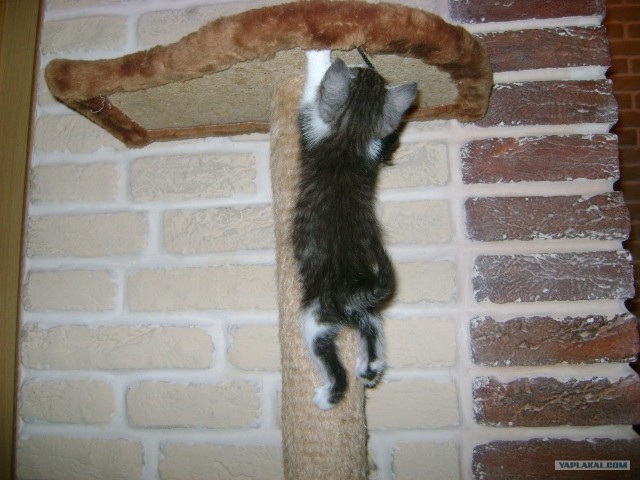 Котовторник 1.11.11