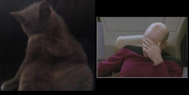 Котовторник 20.12.2011
