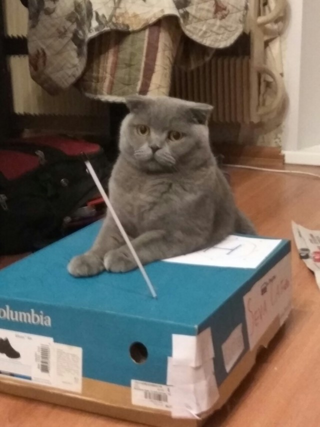 Немного милоты