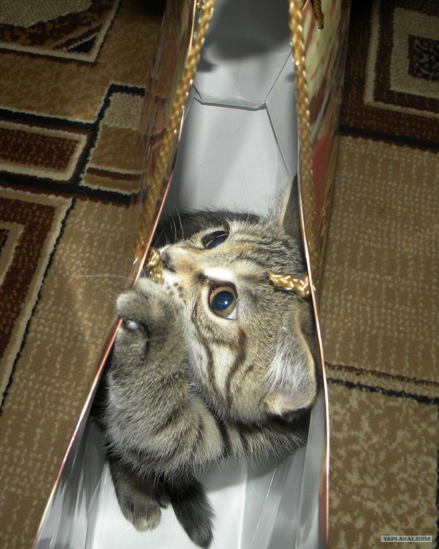 Котовторник (28.02.2012)