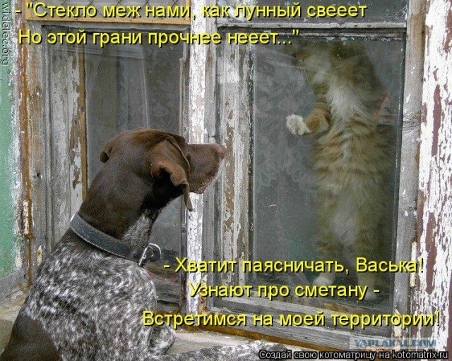 Как на счет собакосреды?