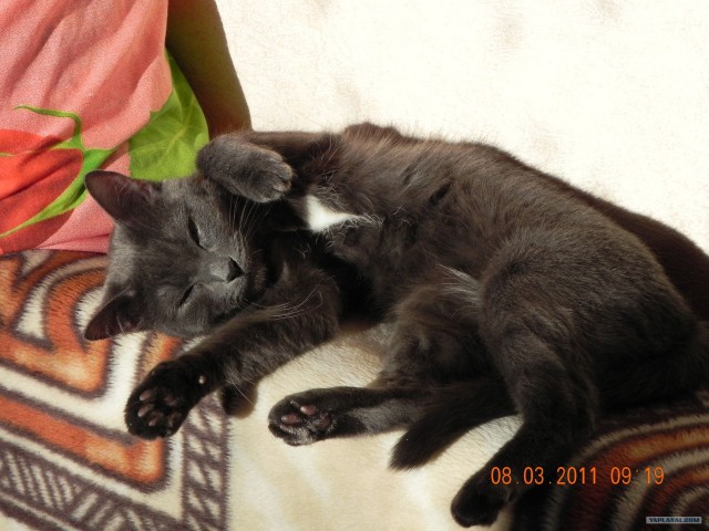 Котовторник 10.04.2012