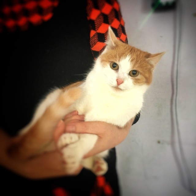 Прикольных котов пост