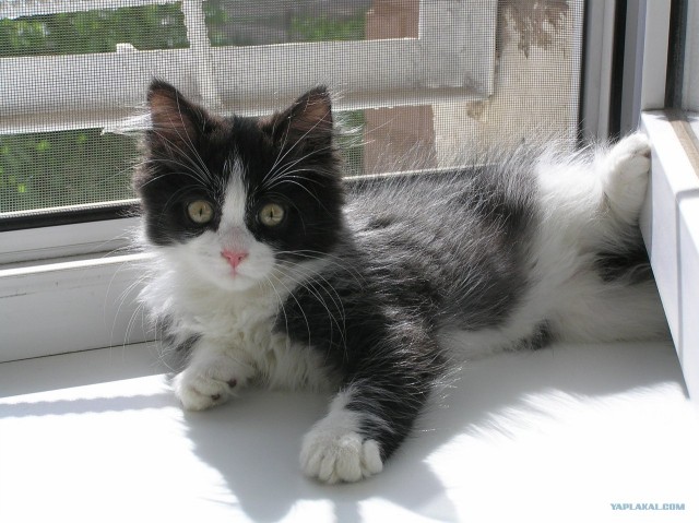 Котовторник (15.05.2012)