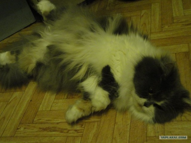 Котовторник  19.06.2012