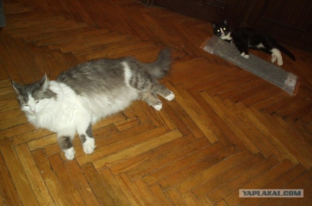 Котовторник ( 23.10. 2012. )