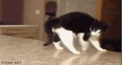 Котейка атакует!