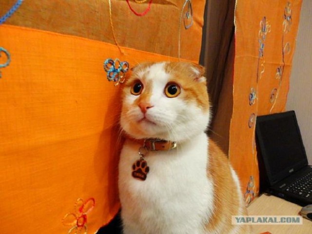 Новогодний Котовторник 01.01.2013