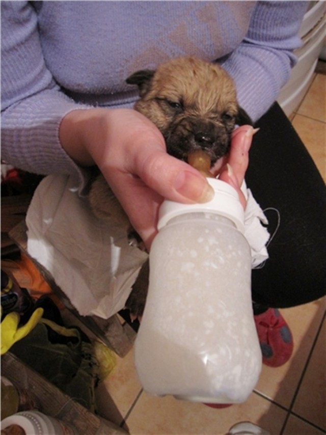 В Одессе спасли щенков, выкинутых на мороз в мешке