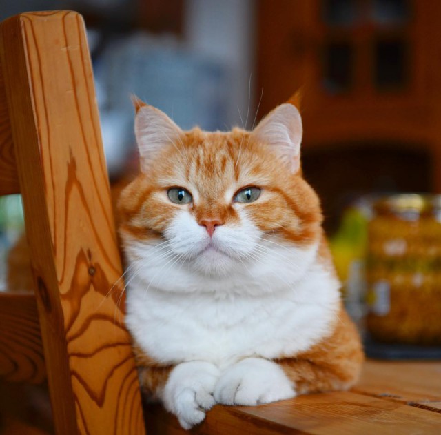 Котовторник однако